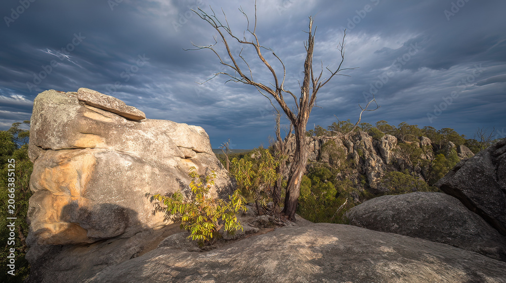 Fototapeta premium windswept. Solitary tree growing from rock crevice with windswept branches against dramatic sky. travel magazines, destination branding, designed for outdoor magazines and nature guides.