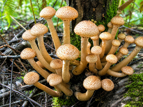   Honey Mushrooms growing on a tree trunk in the forest