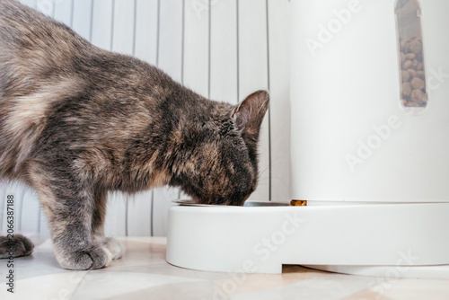 Vászonkép A gray tortoiseshell cat eating from a white bowl