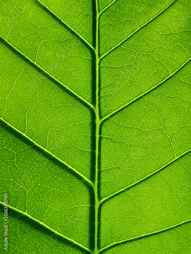 Green Leaf Macro Texture with Detailed Veins Background