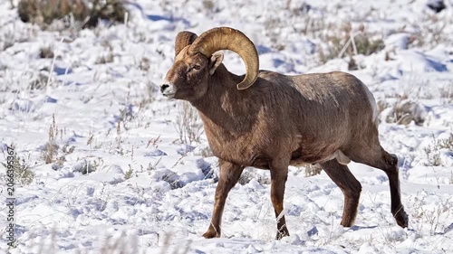 Bighorn sheep ram walks across snowy landscape in mountain wilderness