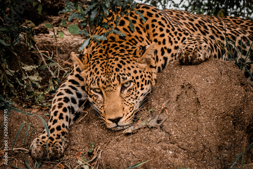 Canvas Print Leopard resting on termite mound in Sabi Sands Greater Kruger