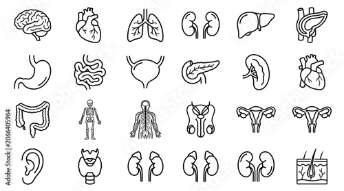 Collection of detailed line art icons featuring various human internal organs and anatomical systems, illustrating medical education or healthcare information graphics