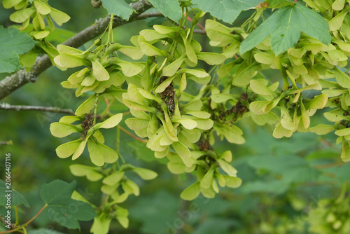 Abundant green Acer pseudoplatanus samara wings on a tree branch, showcasing fresh growth and nature's cycle in bright light