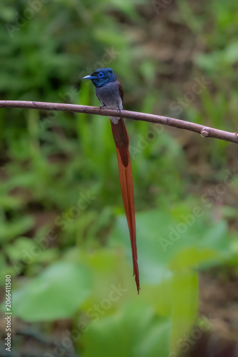 kingfisher on a branch