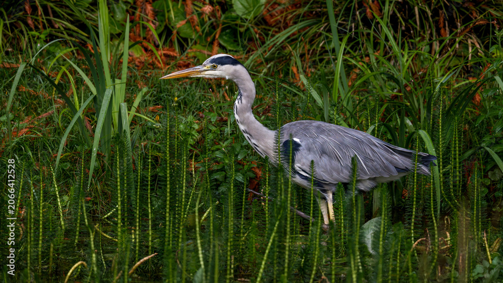 Fototapeta premium Graureiher (Ardea cinerea)