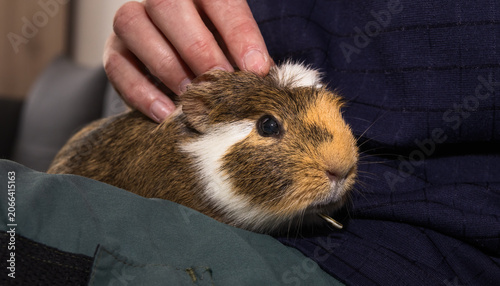 A man is petting, stroking a guinea pig which has dental disease, an overgrown tooth root piercing through the lower jaw
