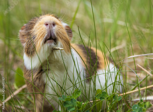 Bild auf Leinwand Guinea pig outdoors in the grass suffering from mandibular tooth root elongation with a long tooth sticking out under its chin