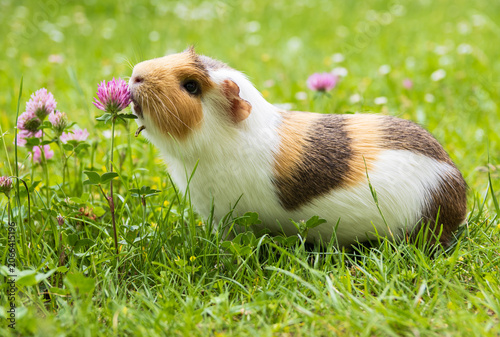 Fotografie Guinea pig outdoors in the grass smelling, eating clover, suffering from mandibu