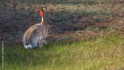 rabbits in the grass
