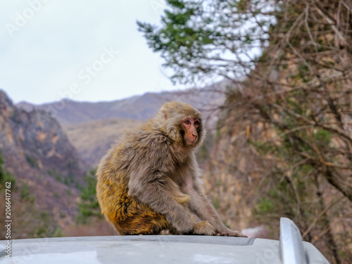 Photography monkey; macaque