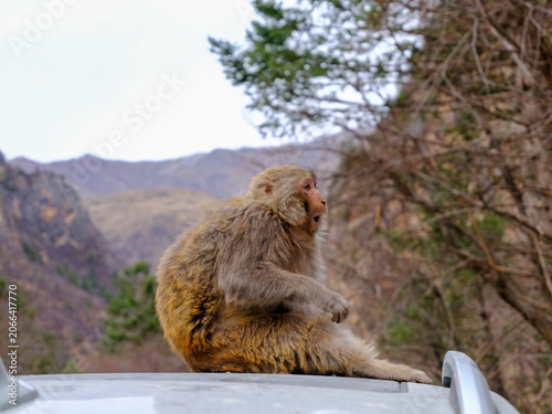 Fotografie monkey; macaque
