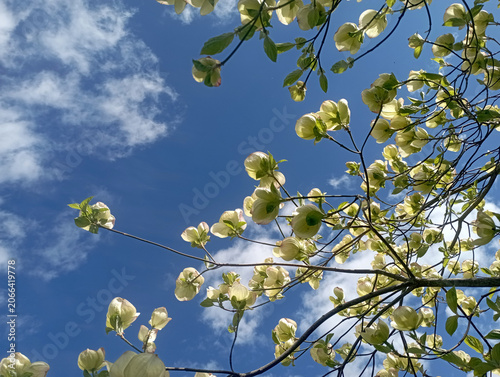 Cornus kousa - Cornouiller du Japon