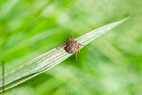 Photography Close-up of brown tick perched on green blade of grass against blurry background
