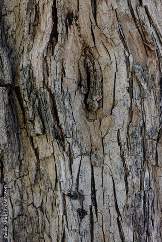 tree bark texture