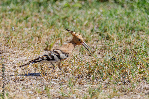 Hoopoe bird in the grass
