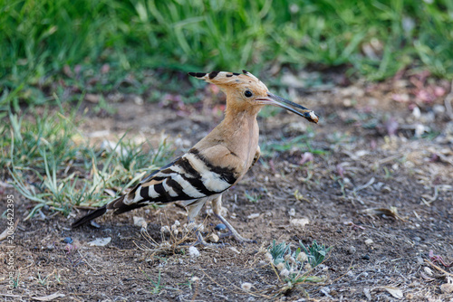 Hoopoe bird in the grass