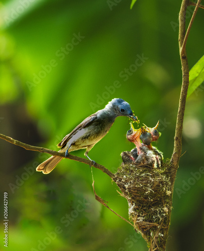 kingfisher on branch