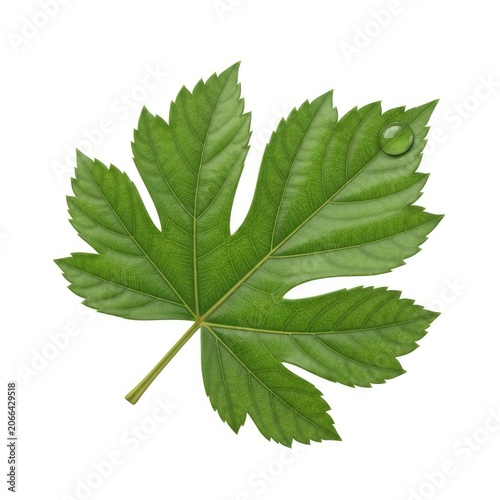 Fresh Green Leaf with Water Droplet Isolated on White Background.