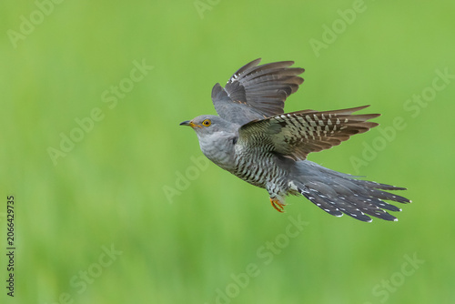 A flawless, high-resolution wildlife photograph of an adult Common Cuckoo (Cuculus canorus) in active flight. 