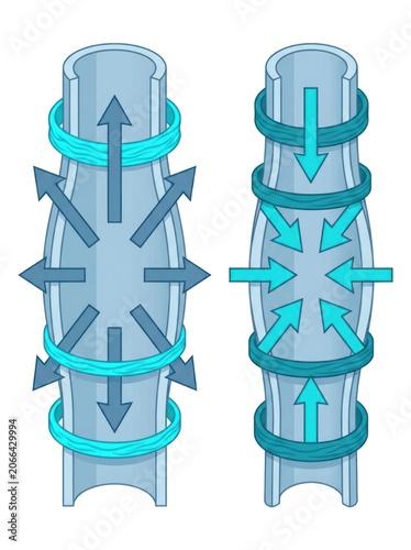 Illustration of fluid dynamics showing flow patterns in cylindrical structures with arrows