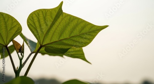 Close-up of a fresh, vibrant green sweet potato leaf with intricate veins against a soft, blurred natural background.