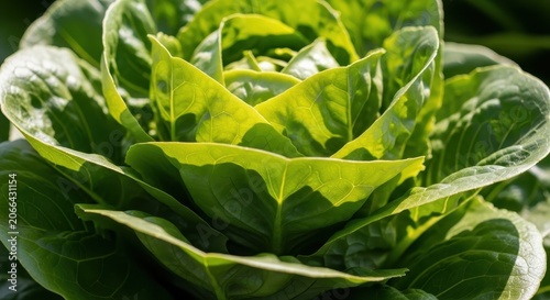 Close-up of fresh butterhead lettuce leaves showcasing vibrant green hues and natural textures, perfect for culinary inspiration.