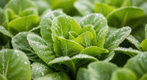 Close-up of fresh, dewy lettuce leaves glistening after rain in a vibrant green plantation