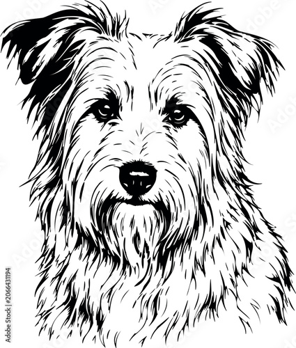 pyrenean shepherd dog portrait