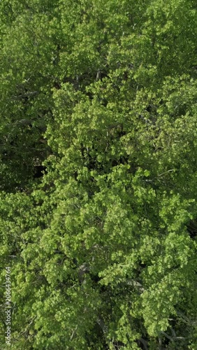 Historical Plane Tree In Inkaya