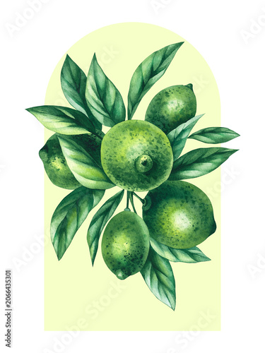 Lime poster. Watercolor hand-drawn citrus tropical fruit. Lime hand-painted illustration. Botanical lime fruit for wedding invitations, festivals, or postcards.