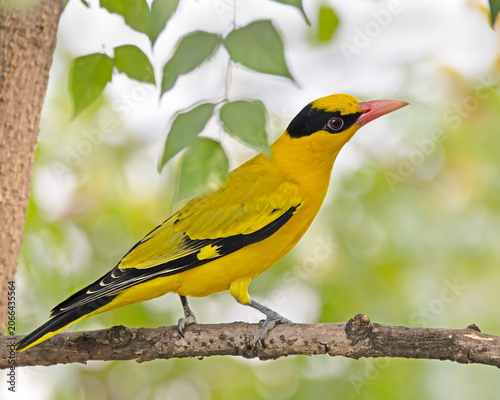 Fotografía oriole
