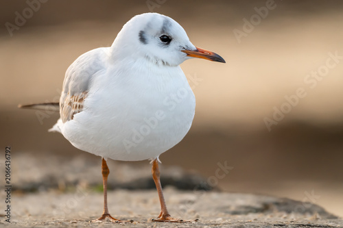 One Black-Headed Gull  Standing on Rock in winter in Switzerland.