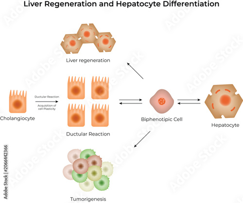 Liver Regeneration and Hepatocyte Differentiation Diagram
