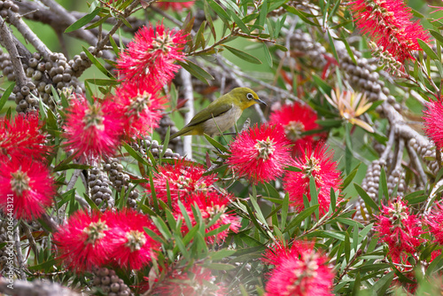 Bild auf Leinwand Bottlebrush blossoms are very popular with Japanese White-eye