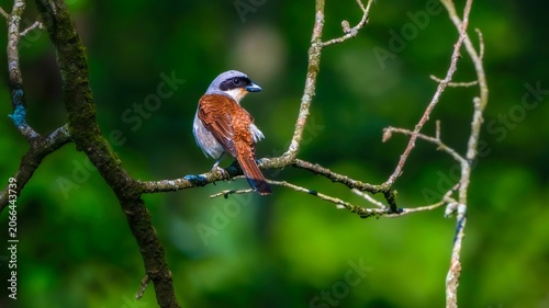 Φωτογραφία red backed shrike on branch