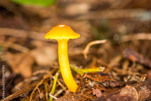 Konstfotografi Close up of Hygrocybe blanda which is a small, indigenous orange waxgill mushroom native to New Zealand