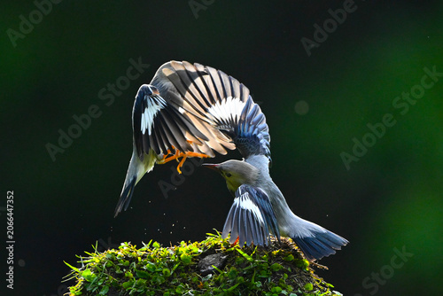 Tableau sur toile great blue heron ardea cinerea