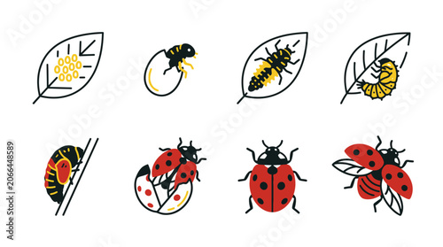 Ladybugs in different stages crawling.
