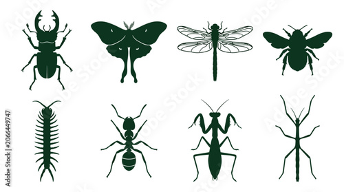 Insects Silhouettes Various Bug Species.