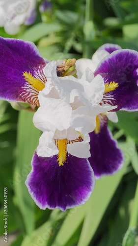 Close-up vertical shot of a vibrant purple and white iris flower, featuring intricate yellow and brown details at its core, gently moving with the wind amidst lush green foliage, showcasing its
