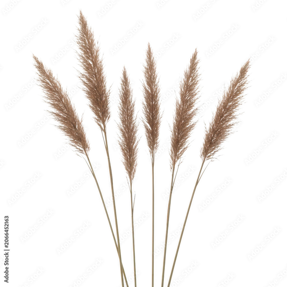 Fototapeta premium A close-up view of a bunch of wheat stalks with seeds on a white background