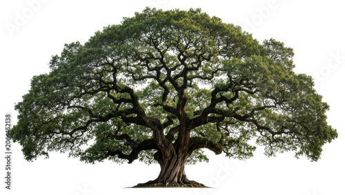 Konstfotografi Isolated huge ancient oak tree with wide crown, intricate branches, and dense green foliage