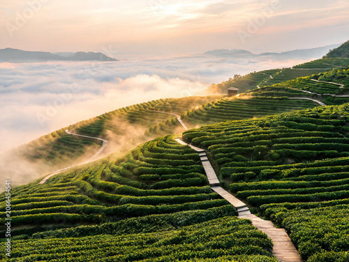 Green field in the mornings 