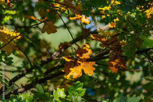 Close-up of an oak branch with orange and golden autumn leaves against soft blurred green background. Vivid fall foliage detail shot.