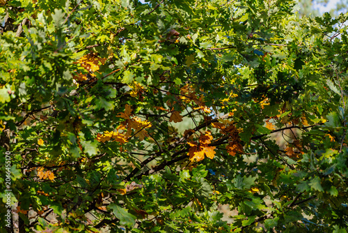 Upward view into an oak tree canopy with leaves transitioning from green to gold in early autumn. Dense foliage pattern, natural light.