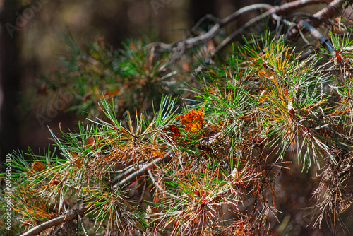 Pine tree branch with green needles and small orange-rust colored growth, dense texture in dappled autumn light. Natural conifer detail.