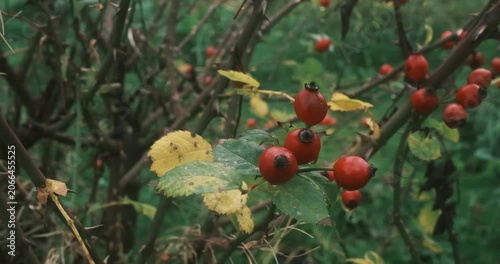 Thorny branches with red rose hips and green leaves are visible in the natural setting.