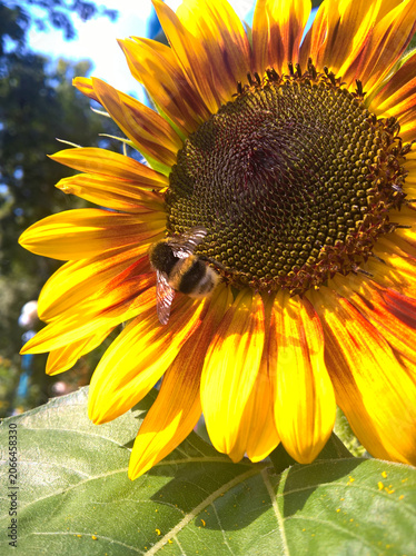 A bumblebee collects pollen on a beautiful sunflower