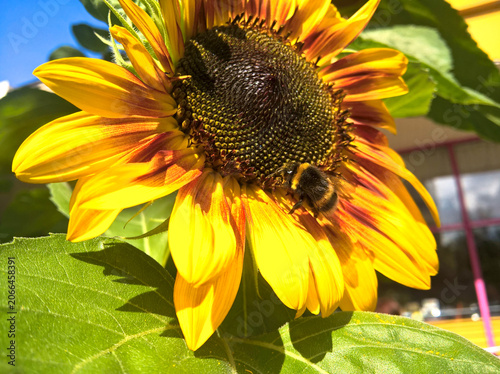A bumblebee collects pollen on a beautiful sunflower